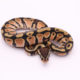 Africa import dinker ball python for sale