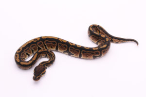 Africa import dinker ball python for sale