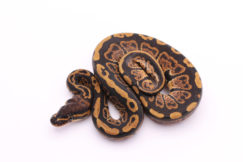 Africa import dinker ball python for sale