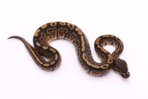 Africa import dinker ball python for sale