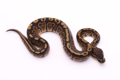 Africa import dinker ball python for sale
