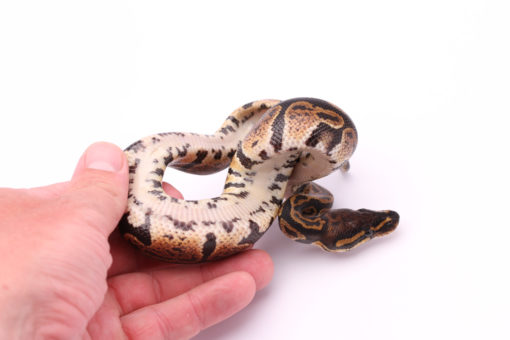 Africa import dinker ball python for sale