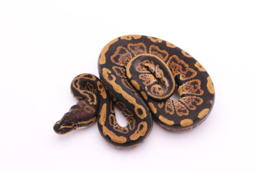 Africa import dinker ball python for sale
