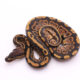 Africa import dinker ball python for sale