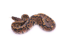 Africa import dinker ball python for sale