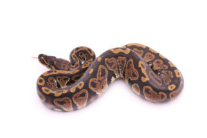 Africa import dinker ball python for sale