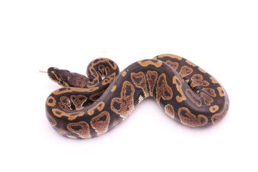 Africa import dinker ball python for sale