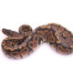 Africa import dinker ball python for sale