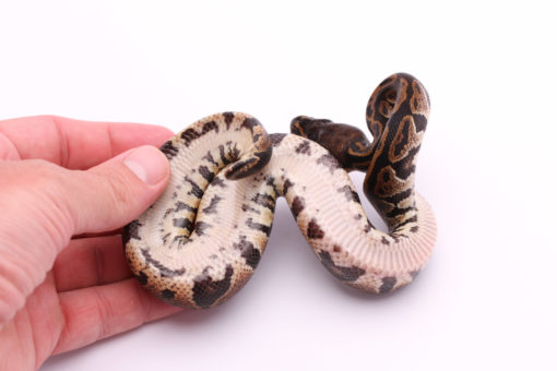 Africa import dinker ball python for sale