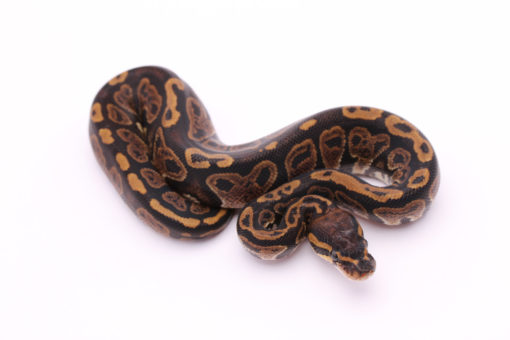 Africa import dinker ball python for sale