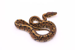 Africa import dinker ball python for sale
