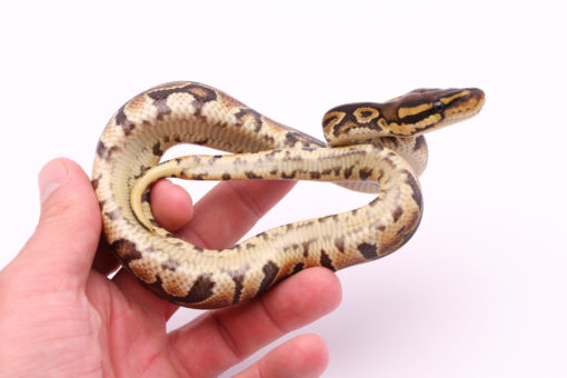 Africa import dinker ball python for sale