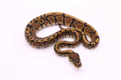 Africa import dinker ball python for sale