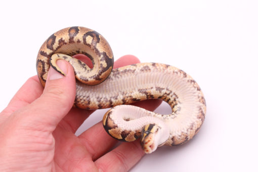 Africa import dinker ball python for sale