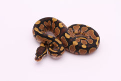 Africa import dinker ball python for sale