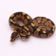 Africa import dinker ball python for sale