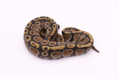 Africa import dinker ball python for sale