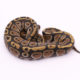 Africa import dinker ball python for sale