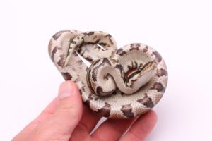Africa import dinker ball python for sale