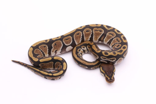 Africa import dinker ball python for sale
