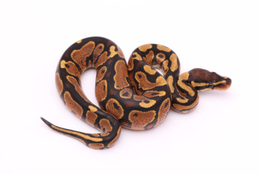 Africa import dinker ball python for sale