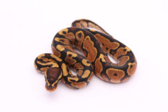 Africa import dinker ball python for sale