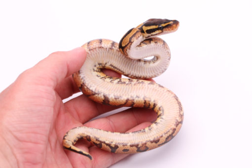 Africa import dinker ball python for sale