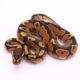 Africa import dinker ball python for sale
