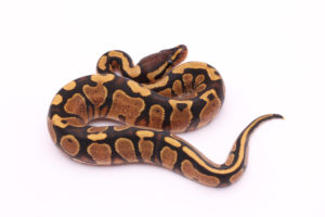 Africa import dinker ball python for sale