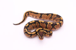 Africa import dinker ball python for sale