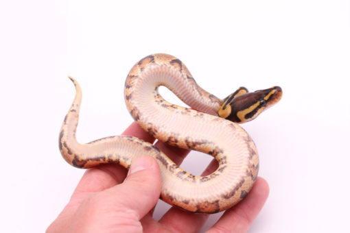 Africa import dinker ball python for sale