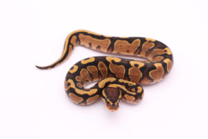 Africa import dinker ball python for sale