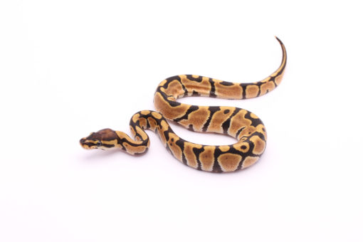 Africa import dinker ball python for sale