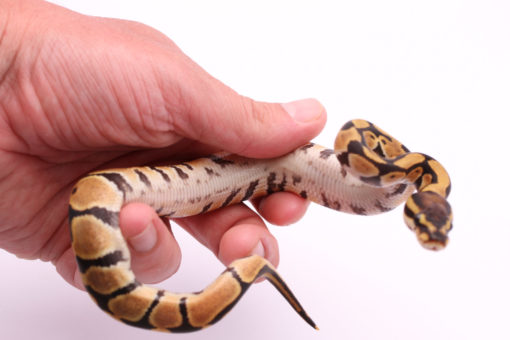Africa import dinker ball python for sale