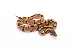 Africa import dinker ball python for sale