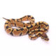 Africa import dinker ball python for sale