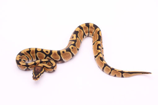 Africa import dinker ball python for sale
