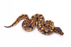 Africa import dinker ball python for sale