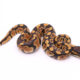 Africa import dinker ball python for sale
