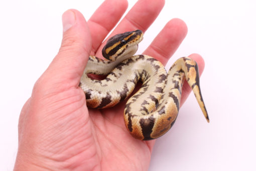 Africa import dinker ball python for sale