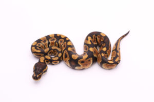 Africa import dinker ball python for sale