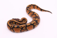 Africa import dinker ball python for sale