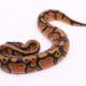 Africa import dinker ball python for sale