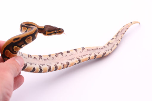 Africa import dinker ball python for sale