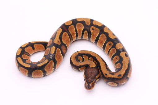 Africa import dinker ball python for sale