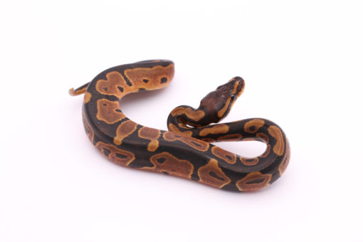Africa import dinker ball python for sale
