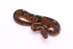 Africa import dinker ball python for sale