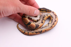 Africa import dinker ball python for sale