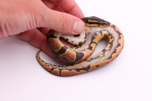 Africa import dinker ball python for sale