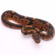 Africa import dinker ball python for sale